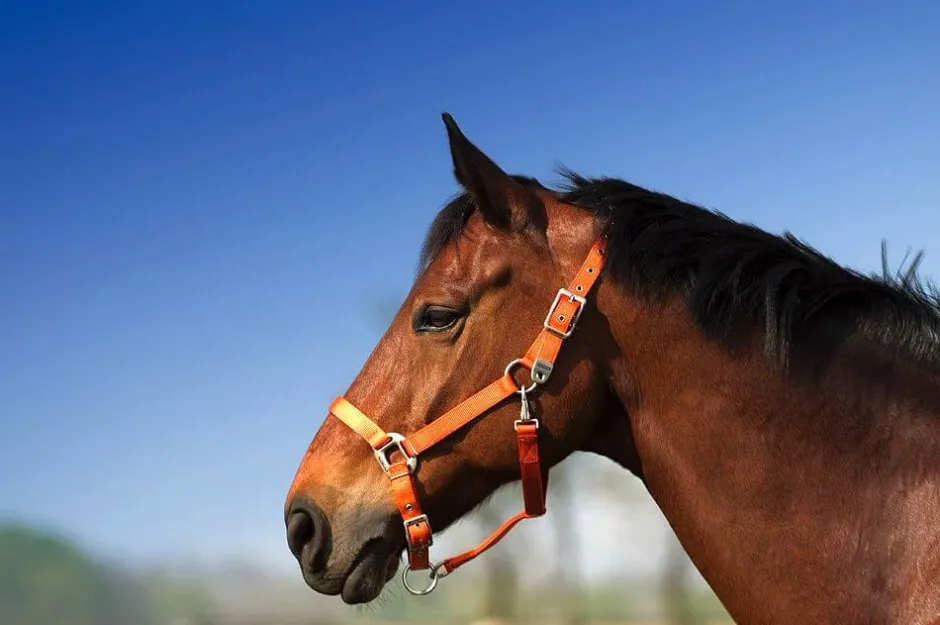 EQUITHÈME Nylonhalfter