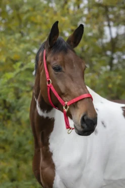 EQUITHÈME Nylonhalfter