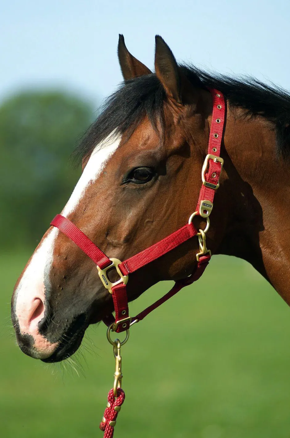 EQUITHÈME Nylonhalfter