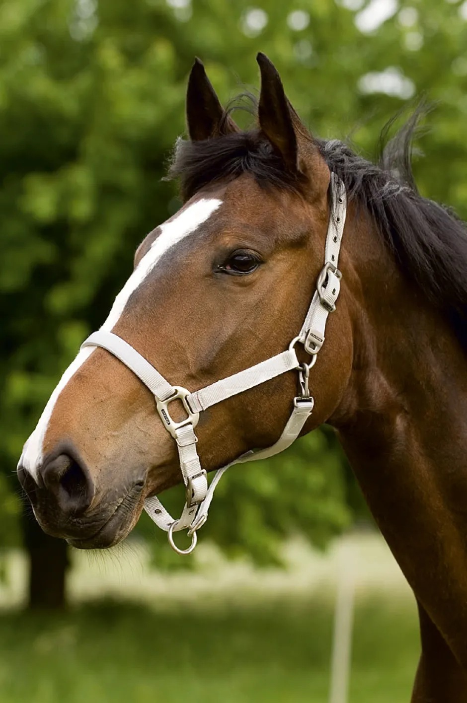 EQUITHÈME Nylonhalfter