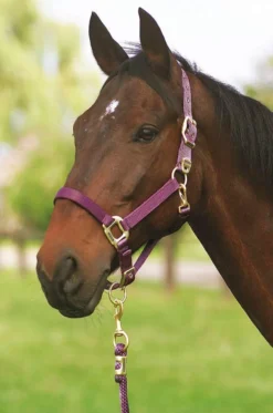 EQUITHÈME Nylonhalfter