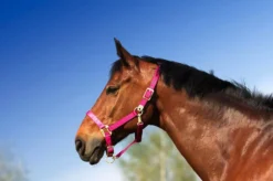 EQUITHÈME Nylonhalfter