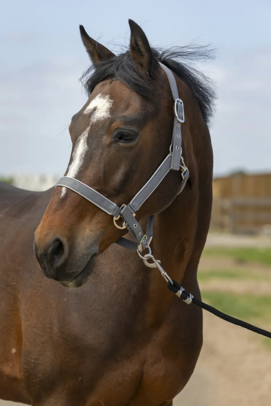 EQUITHÈME Nylon light Halfter