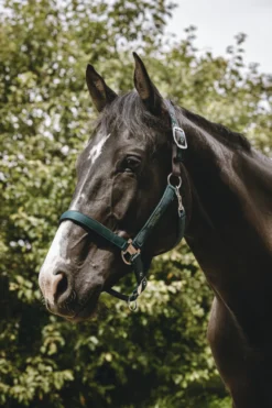 EQUITHÈME - Protector - Nylonhalfter