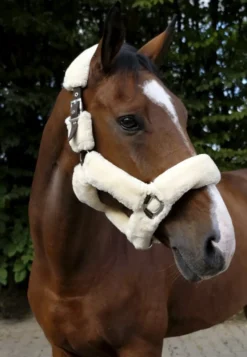 EQUITHÈME Teddy Halfter