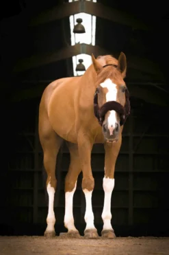 EQUITHÈME Teddy Halfter