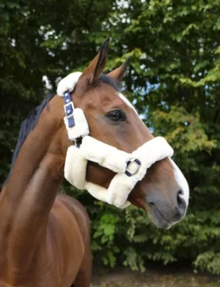 EQUITHÈME Teddy Halfter