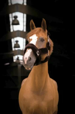 EQUITHÈME Teddy Halfter