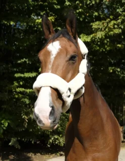 EQUITHÈME Teddy Halfter