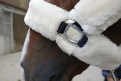EQUITHÈME Teddy Halfter