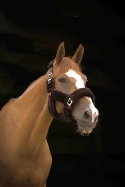 EQUITHÈME Teddy Halfter