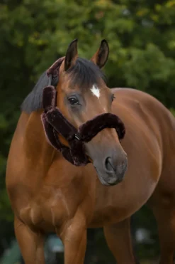 EQUITHÈME Teddy Halfterzubehörset