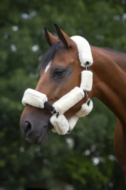 EQUITHÈME Teddy Halfterzubehörset