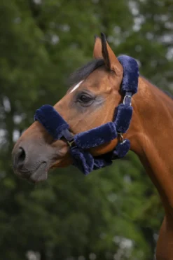 EQUITHÈME Teddy Halfterzubehörset