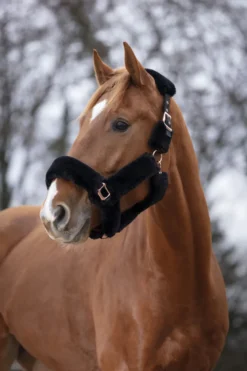 EQUITHÈME „Teddy rosé gold“ Halfter