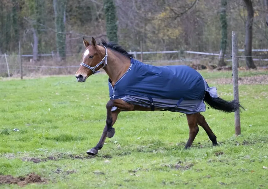 EQUITHÈME TYREX 600 D“ Decke