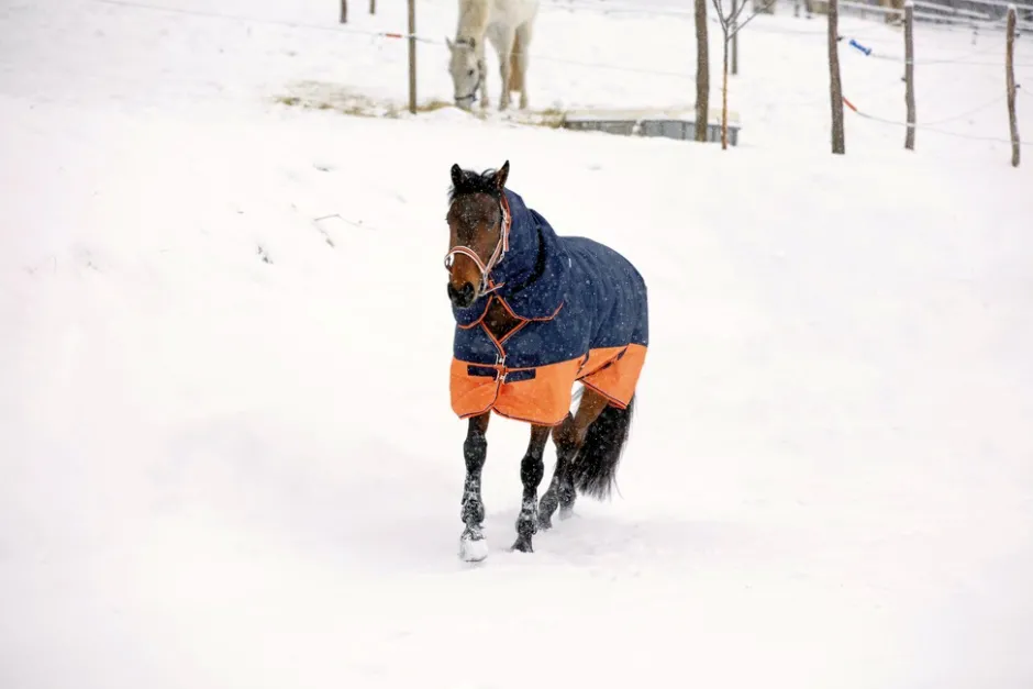 EQUITHÈME TYREX 600 D“ Decke