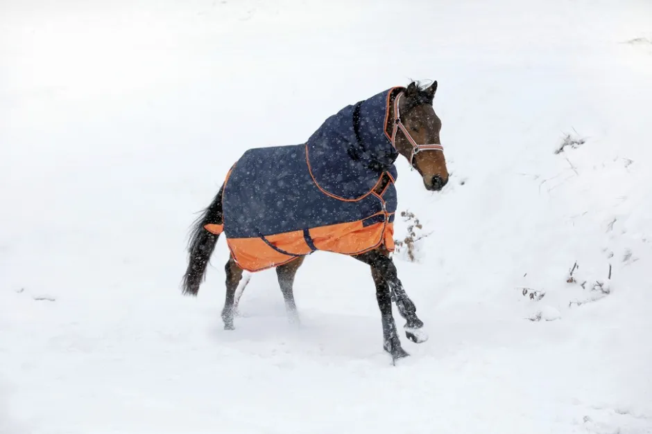 EQUITHÈME TYREX 600 D“ Decke