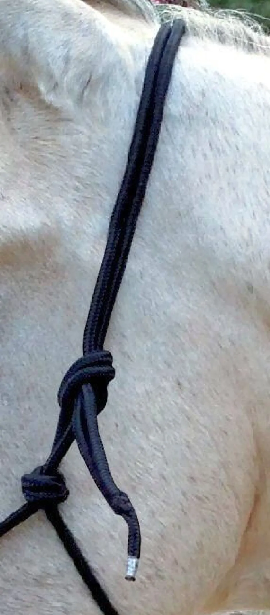 Ethnologisches Halfter mit Zügel