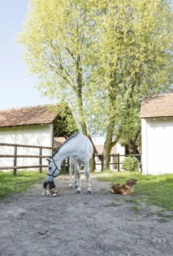 Halsband aus Naturleder DIEGO & LOUNA
