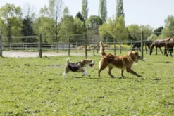 Halsband aus Naturleder DIEGO & LOUNA