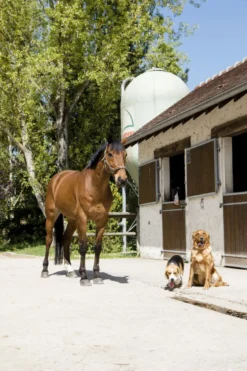 Halsband aus Naturleder DIEGO & LOUNA