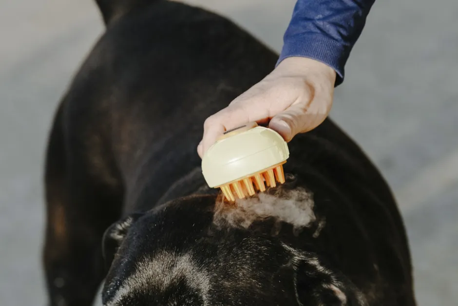 HIPPOTONIC - Vapeur - Striegel