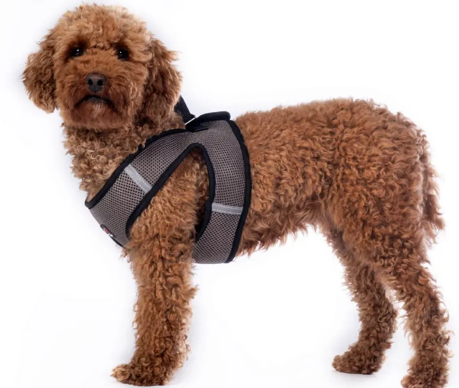 HKM Hundegeschirr -Buddy Soft-