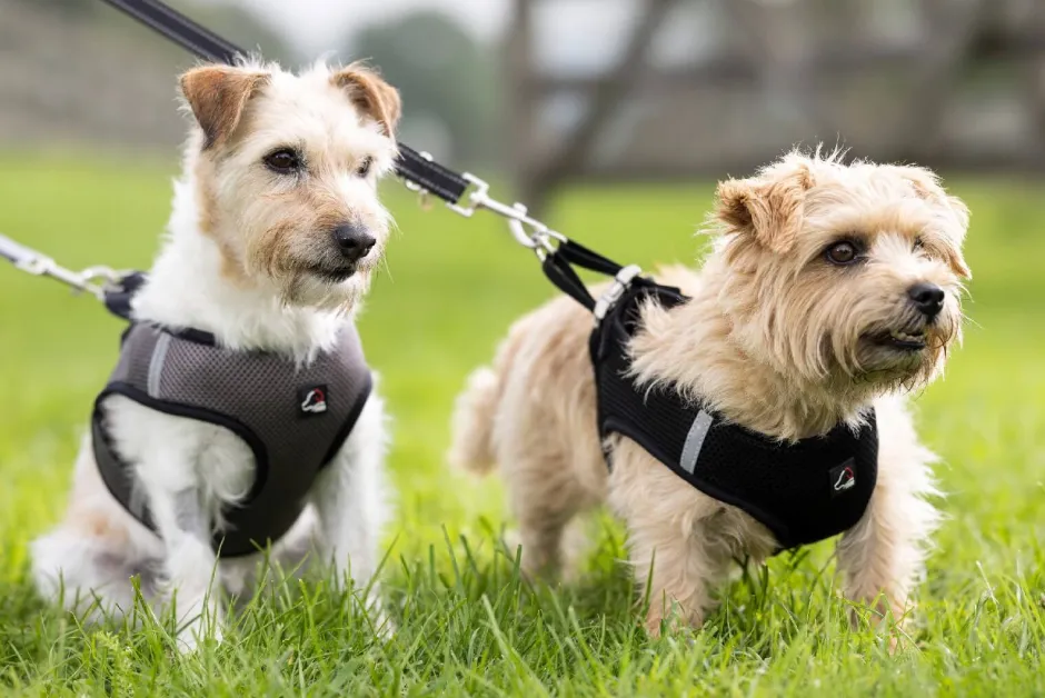 HKM Hundegeschirr -Buddy Soft-