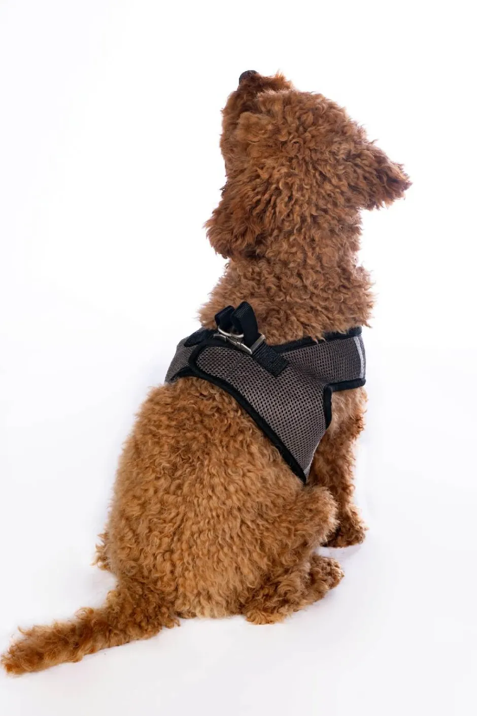 HKM Hundegeschirr -Buddy Soft-