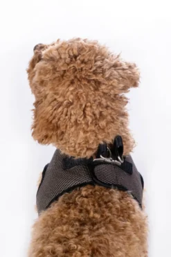 HKM Hundegeschirr -Buddy Soft-