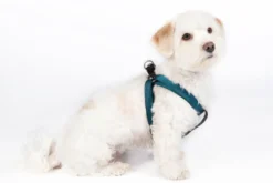 HKM Hundetrainingsleine -Anam Cara- Nylon
