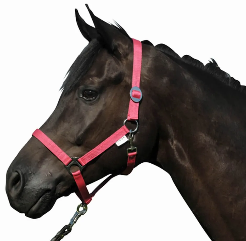 HKM Halfter -Stars Economy-