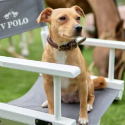 HV POLO Hundehalsband HVPLegacy