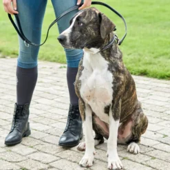 HV POLO Hundehalsband HVPLegacy