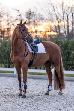 IMPERIAL RIDING Gamaschen IRHLovely