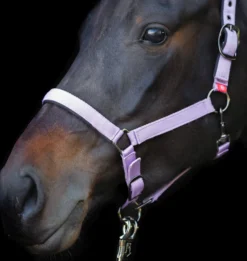 IMPERIAL RIDING Halfter Yearling IRH