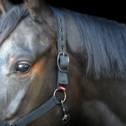 IMPERIAL RIDING Halfter Yearling IRH