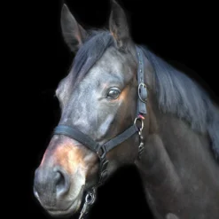 IMPERIAL RIDING Halfter Yearling IRH