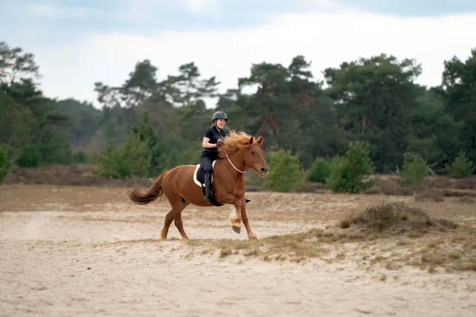 IMPERIAL RIDING Knotenhalfter IRHFree Ride