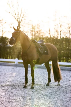 IMPERIAL RIDING Streichkappen IRHLovely