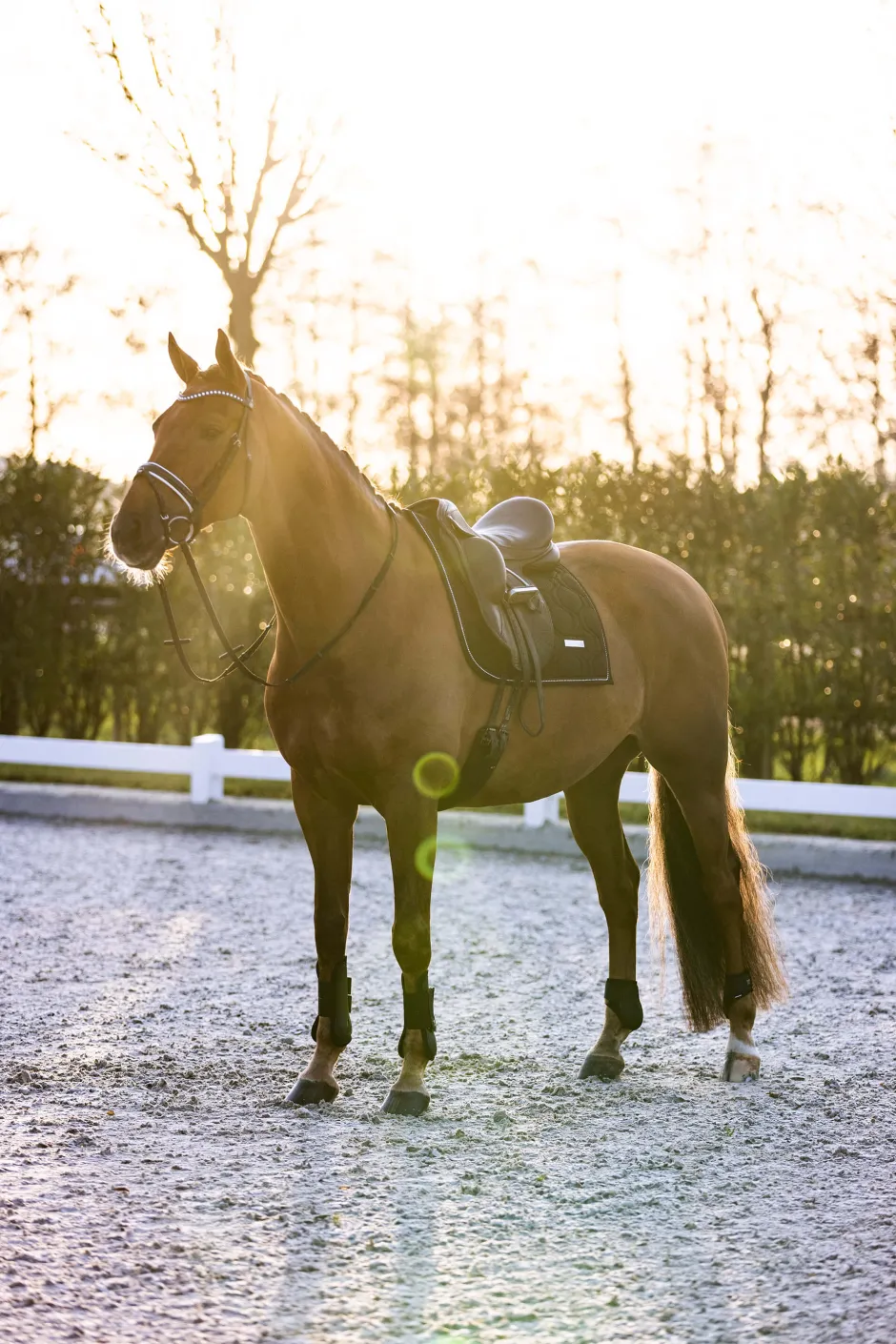 IMPERIAL RIDING Streichkappen IRHLovely