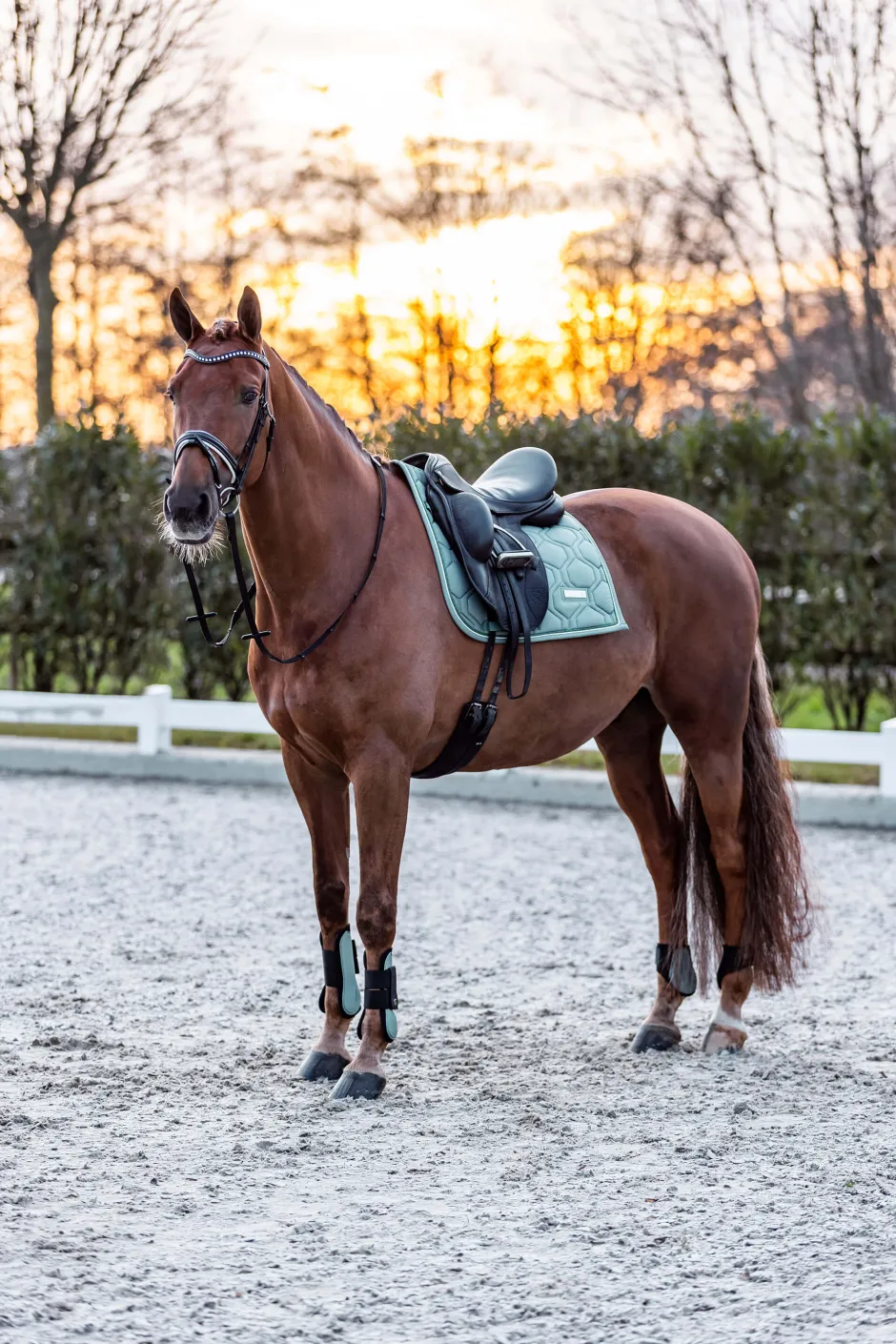IMPERIAL RIDING Streichkappen IRHLovely