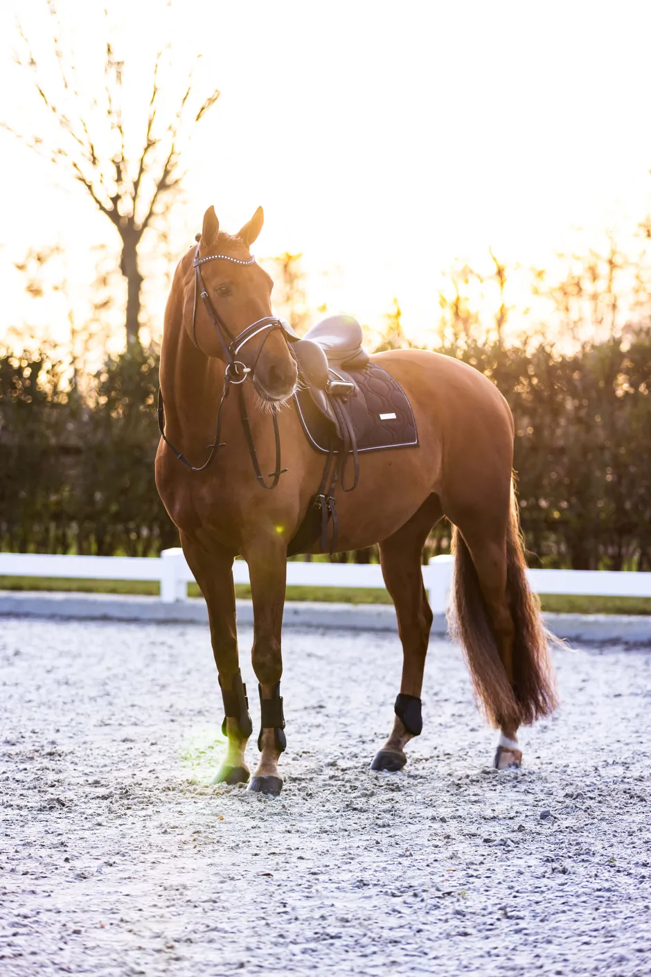 IMPERIAL RIDING Streichkappen IRHLovely