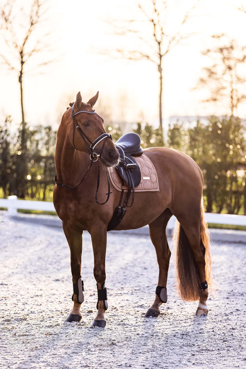 IMPERIAL RIDING Streichkappen IRHLovely