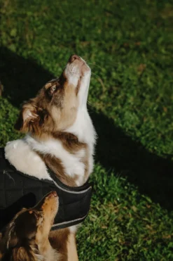 Je taime EQUITHÈME Hundedecke
