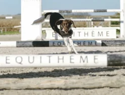 Je taime EQUITHÈME Hundedecke
