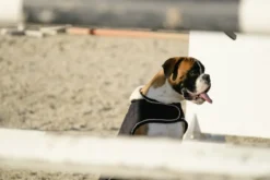 Je taime EQUITHÈME Hundedecke