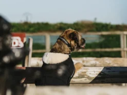 Je taime EQUITHÈME Hundedecke