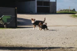 Je taime EQUITHÈME Hundedecke